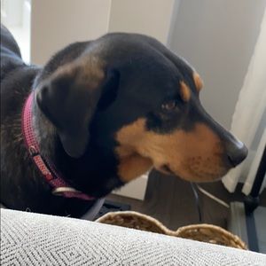 Meet your Posher, Tammy